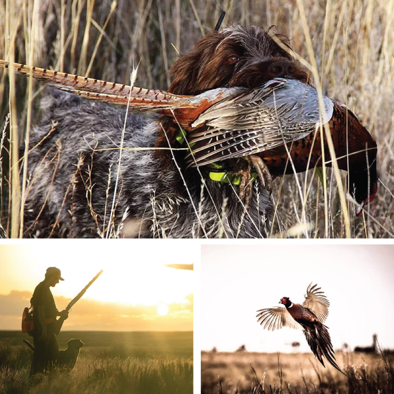 Upland Hunts / Preserve & Dog Training Hunts Thermopolis Wyoming | Drake Guide Service